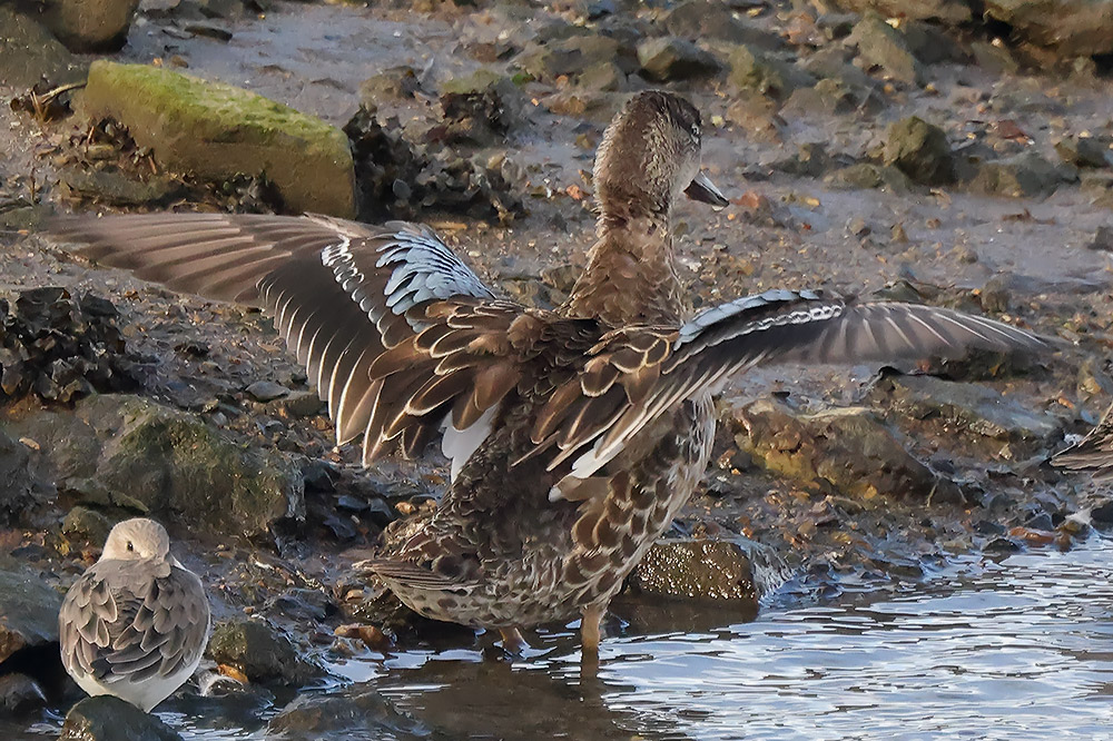 Blue-winged teal